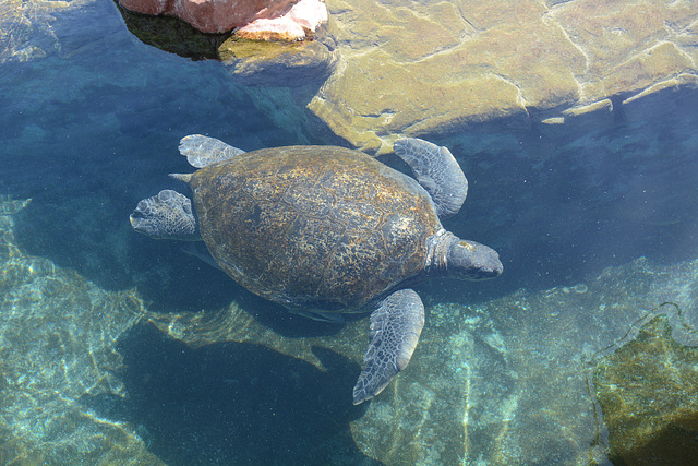 Israel, Eilat, The Turtle in the Marine Park