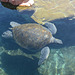 Israel, Eilat, The Turtle in the Marine Park