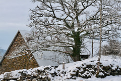 Grange et chêne sous la neige.