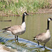 watchful geese at Wascana Creek