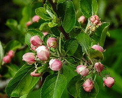 20210507 0156CPw [D~LIP] Apfelbaum (Cox Orangen-Renetter Malus), Blütenknospen, Bad Salzuflen