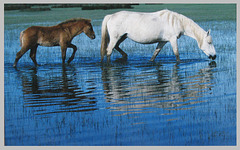 Foto of a foto of Camargue Mare and foal 1 PIP