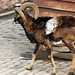 20160306 0298VRAw [D~BI] Mufflon (Ovis orientalis), Tierpark Olderdissen, Bielefeld