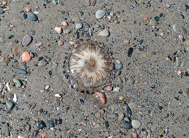oaw - compass jelly (stranded)