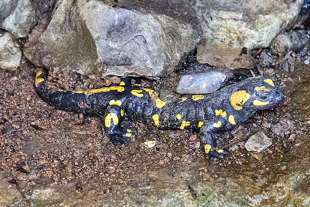 20160306 0301VRAw [D~BI] Feuersalamander (Salamandra atra) Nachbildung, Tierpark Olderdissen, Bielefeld