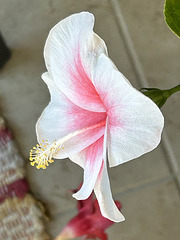 hibiscus indoors