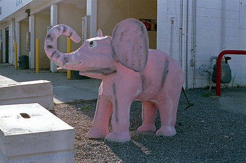 The Elephant In Front Of The Car Wash