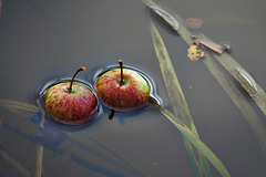 Watery Shapes And Apples