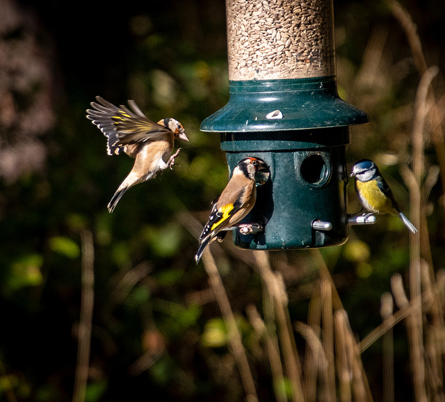 Goldfinch in flight2