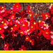 Flores rojas a pares II+ (1PiP)