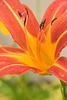 tiger lily close-up 2