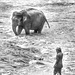 Sri Lanka tour - the fourth day - Pinnawala Elephant B&W overexposed