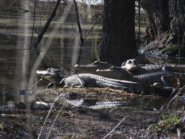 Alligators enjoying spring sunshine