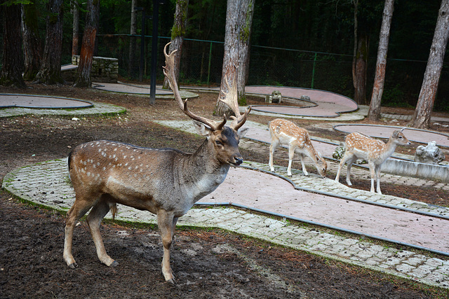 Albania, Llogara, The Spotted Deer and Fawns