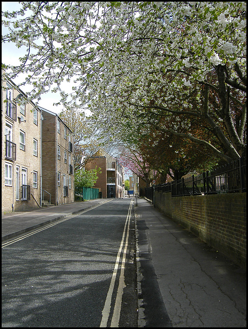 springtime in Jericho Street