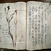 Japanmuseum SieboldHuis 2023 – Herbarium by Ito Keisuke