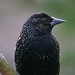 Male Red-winged Blackbird at 5600mm