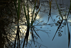 Watery Reflections