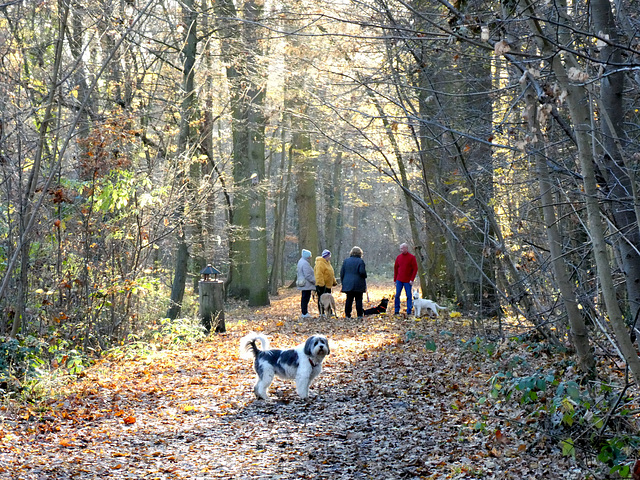 Hundetreff im Herbstwald