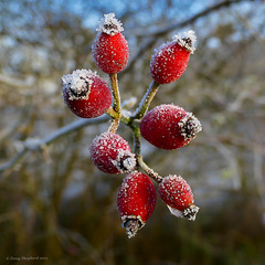 Frosted fruit (1 x PiP)