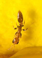 IMG 0263 Ant