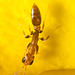 IMG 0263 Ant