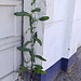 tall plant at garage door