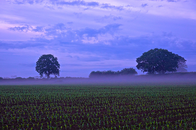 Misty fields near Gnosall