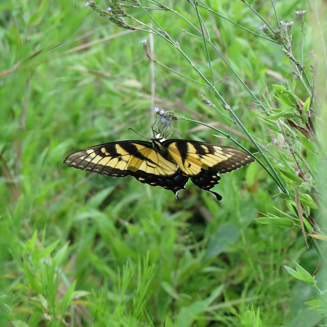 Eastern tiger swallowtail female (dorsal)