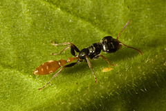IMG 0264 Ant