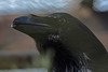 20160306 0310VRAw [D~BI] Kolkrabe (Corvus corax), Tierpark Olderdissen, Bielefeld