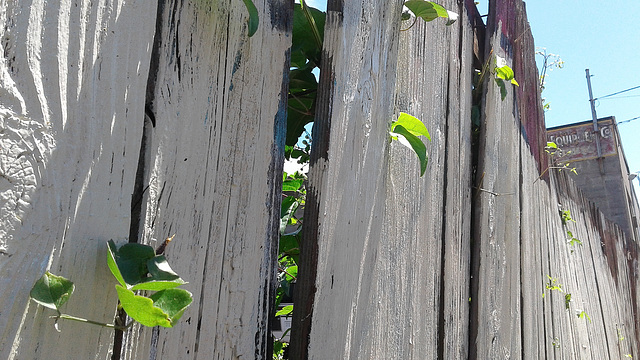 vines and whitewashed old fence - HFF
