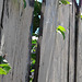 vines and whitewashed old fence - HFF