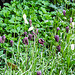 20210507 0166CPw [D~LIP] Schachbrettblume (Fritillaria meleagris), Bad Salzuflen
