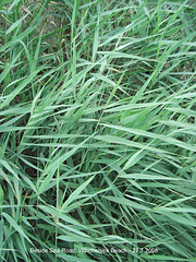 Grasses beside road Winchelsea 27 7 2005