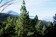 Im Esperanza-Wald. Blick zum Teide. ©UdoSm