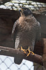 20160306 0312VRAw [D~BI] Wanderfalke (Falco peregrinus), Tierpark Olderdissen, Bielefeld