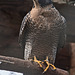 20160306 0312VRAw [D~BI] Wanderfalke (Falco peregrinus), Tierpark Olderdissen, Bielefeld