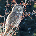 Great Gray Owl #2