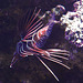 20190907 6017CPw [D~HRO] Strahlenfeuerfisch (Pterois radiata), Zoo, Rostock
