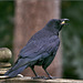 Crow or no