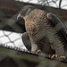 20160306 0313VRAw [D~BI] Wanderfalke (Falco peregrinus), Tierpark Olderdissen, Bielefeld