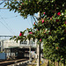 Camellia by the railway
