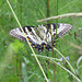 Eastern tiger swallowtail female (ventral)