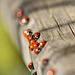7-spot ladybirds (Coccinella 7-punctata)