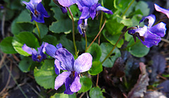 20210331 0050CPw [D~LIP] Veilchen (Viola odorata), Bad Salzuflen
