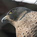 20160306 0315VRAw [D~BI] Wanderfalke (Falco peregrinus), Tierpark Olderdissen, Bielefeld