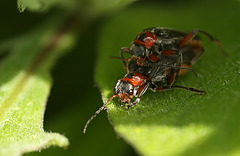 Soldier Beetle Pair