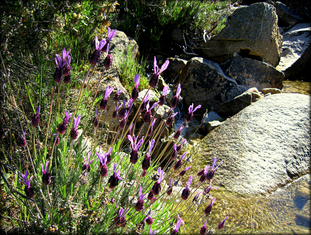 Mountain stream, granite and Spanish lavender.