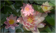 Collage avec Photoscape: Trio de Nénuphars +1 Nénuphar aux jardin et bassin